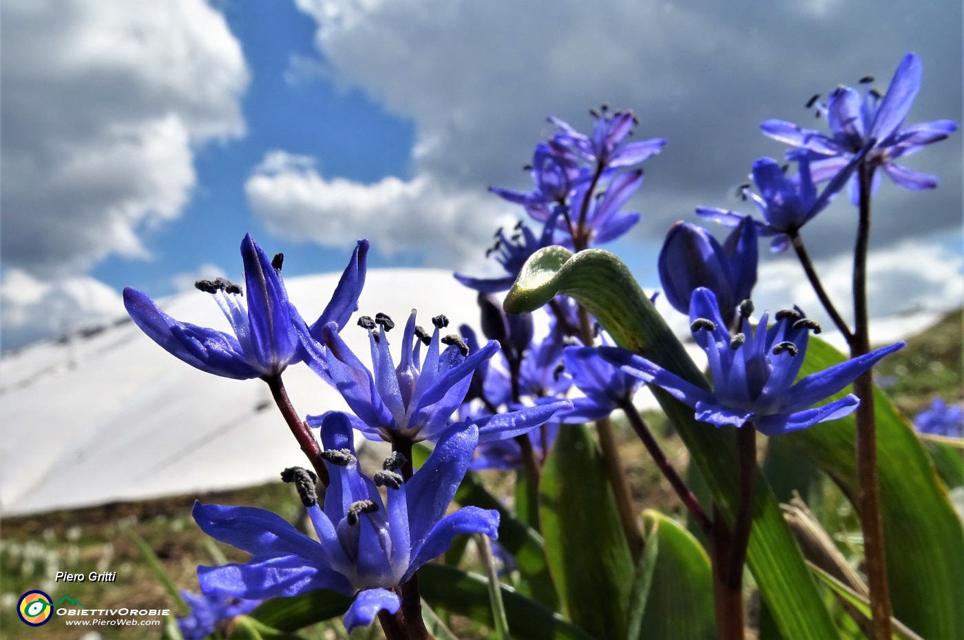 03 Belle fioriture di Scilla bifolia azzurre sul bianco della neve .JPG